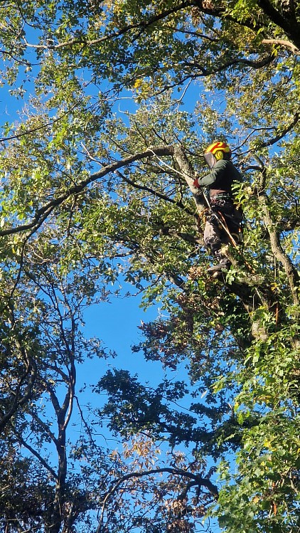 Spécialiste de l’élagage et des travaux en hauteur.