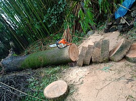 Abattage d'arbres en toute sécurité