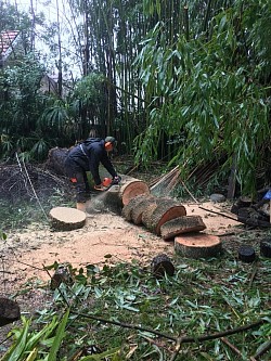 Abattage d'arbres en toute sécurité