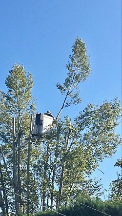 Abattage d'arbres en toute sécurité